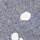 Immunohistochemical staining of human pancreas shows no positivity in exocrine glandular cells as expected.