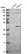 Anti-PPM1L Antibody