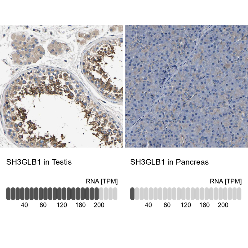 Anti-SH3GLB1 Antibody