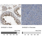 Anti-SH3GLB1 Antibody