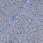Immunohistochemical staining of human pancreas shows low expression as expected.