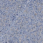 Immunohistochemical staining of human pancreas shows low expression as expected.
