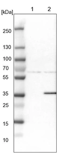 Lane 1: NIH-3T3 cell lysate (Mouse embryonic fibroblast cells)_br/_Lane 2: NBT-II cell lysate (Rat Wistar bladder tumour cells)