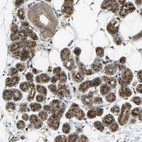 Anti-YIPF2 Antibody