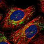 Immunofluorescent staining of human cell line U-2 OS shows positivity in mitochondria.