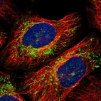 Immunofluorescent staining of human cell line U-2 OS shows positivity in mitochondria.