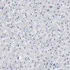 Immunohistochemical staining of human liver shows very weak nuclear positivity in hepatocytes.