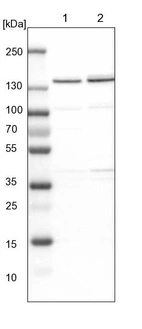 Lane 1: NIH-3T3 cell lysate (Mouse embryonic fibroblast cells)_br/_Lane 2: NBT-II cell lysate (Rat Wistar bladder tumour cells)