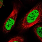 Immunofluorescent staining of human cell line U-2 OS shows localization to nucleoplasm.