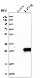 Western blot analysis in control (vector only transfected HEK293T lysate) and DUSP14 over-expression lysate (Co-expressed with a C-terminal myc-DDK tag (~3.1 kDa) in mammalian HEK293T cells, LY402077).