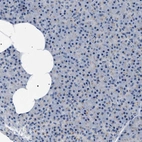 Immunohistochemical staining of human Pancreas shows no positivity in exocrine glandular cells as expected.
