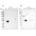 Western blot analysis using Anti-BAG2 antibody HPA019918 (A) shows similar pattern to independent antibody HPA018862 (B).