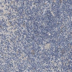 Immunohistochemical staining of human lymph node shows no positivity in non-germinal center cells as expected.
