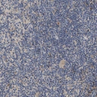 Immunohistochemical staining of human lymph node shows no positivity in non-germinal center cells as expected.