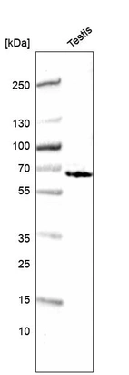 Western blot analysis in human testis tissue.