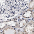 Immunohistochemical staining of human kidney using Anti-RUVBL1 antibody HPA019947.
