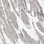 Immunohistochemical staining of human skeletal muscle shows low expression as expected.