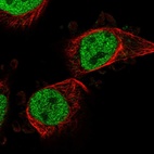 Immunofluorescent staining of human cell line U-251 MG shows localization to nucleoplasm.