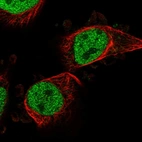 Immunofluorescent staining of human cell line U-251 MG shows localization to nucleoplasm.