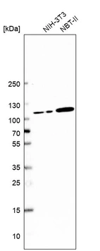 Western blot analysis in mouse cell line NIH-3T3 and rat cell line NBT-II.
