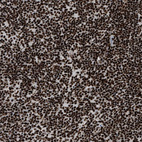 Immunohistochemical staining of human lymph node shows strong nuclear positivity in non-germinal center cells.