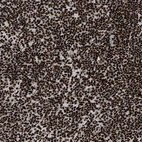 Immunohistochemical staining of human lymph node shows strong nuclear positivity in non-germinal center cells.