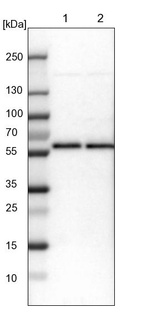 Lane 1: NIH-3T3 cell lysate (Mouse embryonic fibroblast cells)_br/_Lane 2: NBT-II cell lysate (Rat Wistar bladder tumour cells)