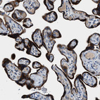 Anti-DNAJC24 Antibody