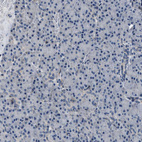 Immunohistochemical staining of human pancreas shows very weak cytoplasmic positivity in exocrine glandular cells.