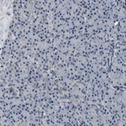 Immunohistochemical staining of human pancreas shows very weak cytoplasmic positivity in exocrine glandular cells.