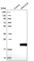 Western blot analysis in control (vector only transfected HEK293T lysate) and DNAJC24 over-expression lysate (Co-expressed with a C-terminal myc-DDK tag (~3.1 kDa) in mammalian HEK293T cells, LY405653).