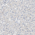 Anti-PAFAH1B1 Antibody