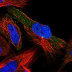 Immunofluorescent staining of human cell line U-251 MG shows localization to centrosome.