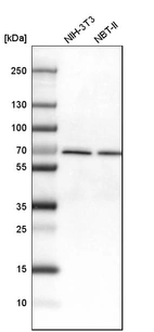 Western blot analysis in mouse cell line NIH-3T3 and rat cell line NBT-II.