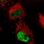 Immunofluorescent staining of human cell line U-251 MG shows localization to nucleoplasm.