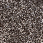 Immunohistochemical staining of human tonsil shows strong nuclear positivity in non-germinal center cells.