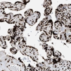 Immunohistochemical staining of human placenta shows strong nuclear positivity in trophoblastic cells.
