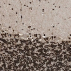 Immunohistochemical staining of human cerebellum shows strong nuclear positivity in cells in granular layer.
