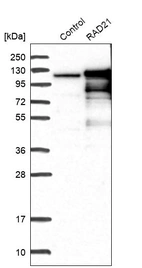 Western blot analysis in control (vector only transfected HEK293T lysate) and RAD21 over-expression lysate (Co-expressed with a C-terminal myc-DDK tag (~3.1 kDa) in mammalian HEK293T cells, LY401887).