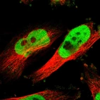 Immunofluorescent staining of human cell line U-251 MG shows localization to nucleoplasm.