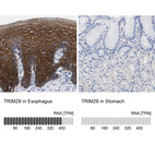 Anti-TRIM29 Antibody