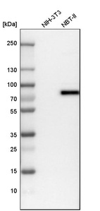 Western blot analysis in mouse cell line NIH-3T3 and rat cell line NBT-II.