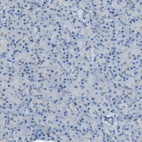 Immunohistochemical staining of human pancreas shows no positivity in exocrine glandular cells as expected.