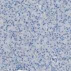 Immunohistochemical staining of human pancreas shows no positivity in exocrine glandular cells as expected.