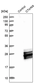 Western blot analysis in control (vector only transfected HEK293T lysate) and C7orf49 over-expression lysate (Co-expressed with a C-terminal myc-DDK tag (~3.1 kDa) in mammalian HEK293T cells, LY411410).