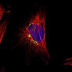 Immunofluorescent staining of human cell line U-251 MG shows localization to the Golgi apparatus.
