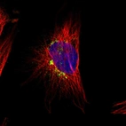 Immunofluorescent staining of human cell line U-251 MG shows localization to the Golgi apparatus.