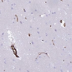 Anti-NXPH1 Antibody