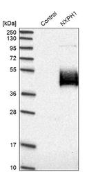 Western blot analysis in control (vector only transfected HEK293T lysate) and NXPH1 over-expression lysate (Co-expressed with a C-terminal myc-DDK tag (~3.1 kDa) in mammalian HEK293T cells, LY407298).