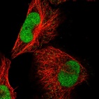 Immunofluorescent staining of human cell line U-251 MG shows localization to nucleus.